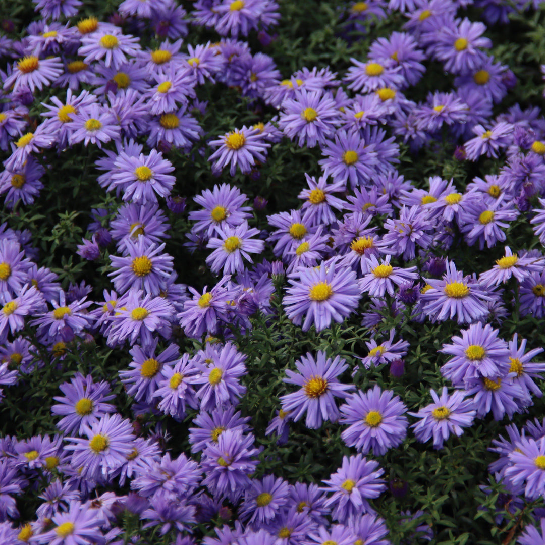 Aster dumosus 'Lady in Blue' ~ Lady In Blue Aster-ServeScape
