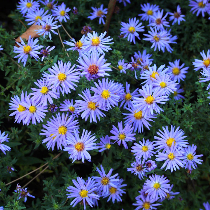 Aster dumosus 'Lady in Blue' ~ Lady In Blue Aster - Delivered By ServeScape