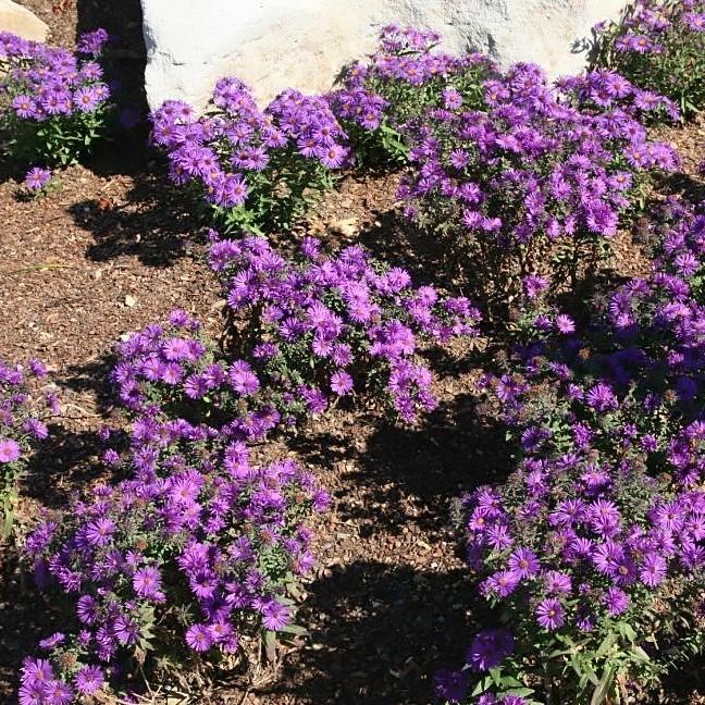 Aster nov-ang. 'Purple Dome' ~ Purple Dome New England Aster-ServeScape