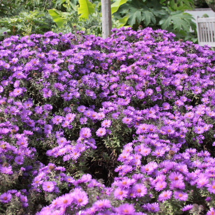 Aster nov-ang. 'Purple Dome' ~ Purple Dome New England Aster - Delivered By ServeScape