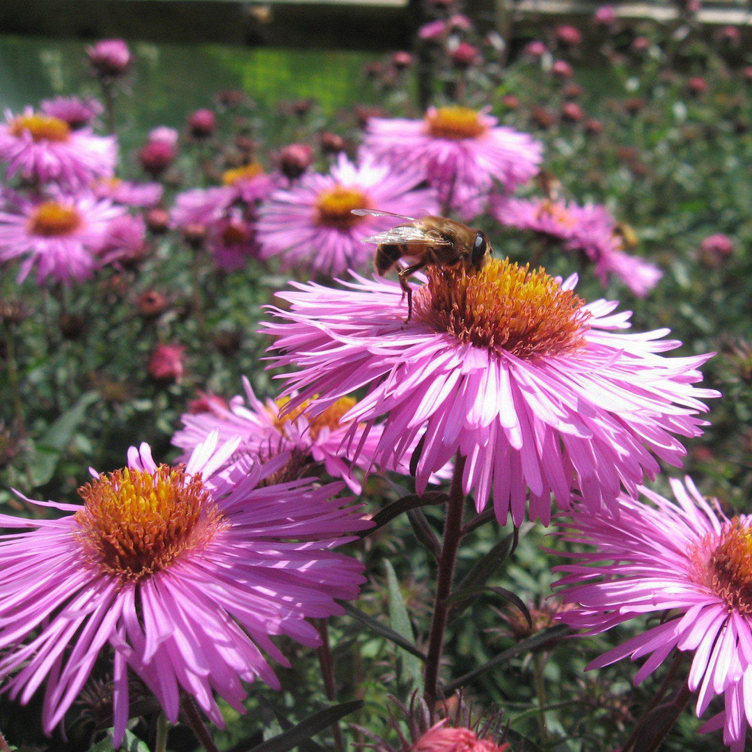 Aster novae-angliae ~ New England Aster - Delivered By ServeScape