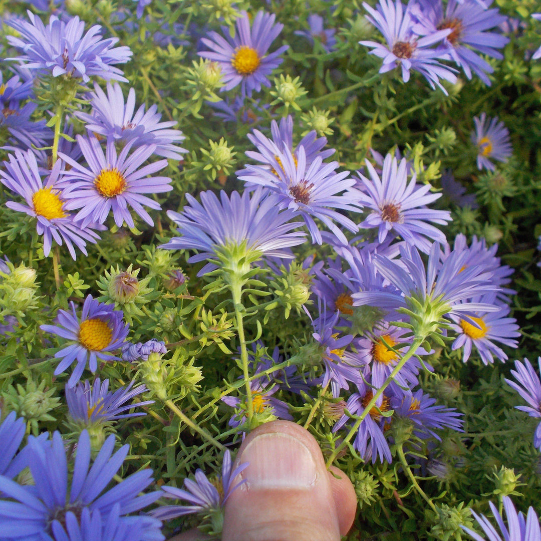 Aster oblongifolium 'October Skies' ~ October Skies Aromatic Aster-ServeScape