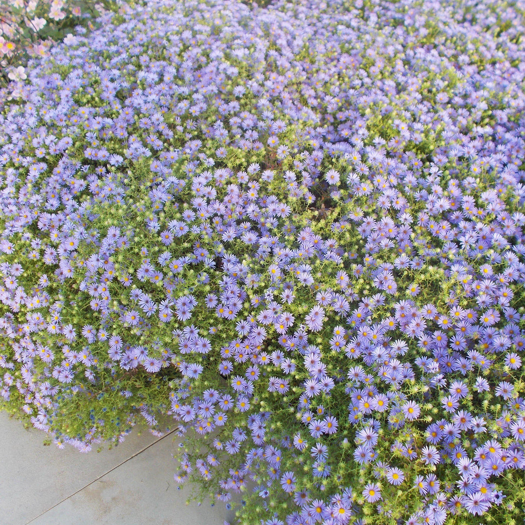 Aster oblongifolium 'October Skies' ~ October Skies Aromatic Aster-ServeScape