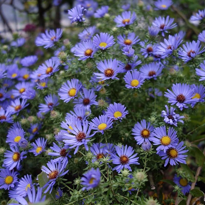 Aster oblongifolium 'October Skies' ~ October Skies Aromatic Aster-ServeScape