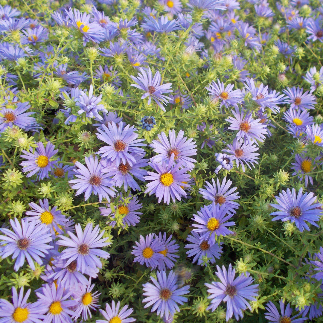 Aster oblongifolium 'October Skies' ~ October Skies Aromatic Aster - Delivered By ServeScape