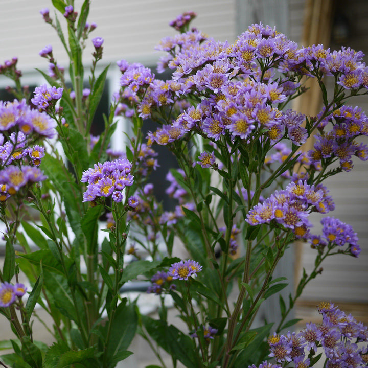 Aster  tataricus 'Jindai' ~ Jindai Tatarian Aster - Delivered By ServeScape