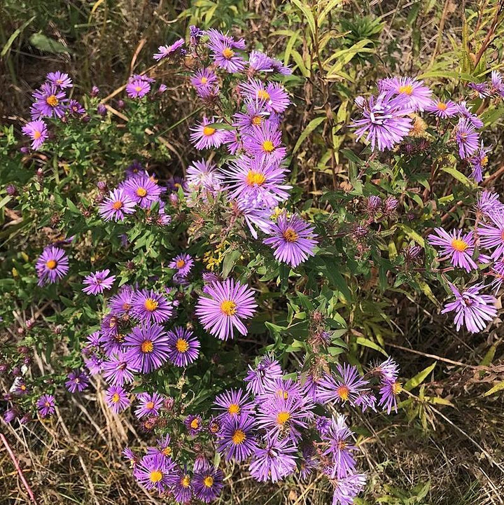 Aster x 'Hella Lacy' ~ Hella Lacy New England Aster