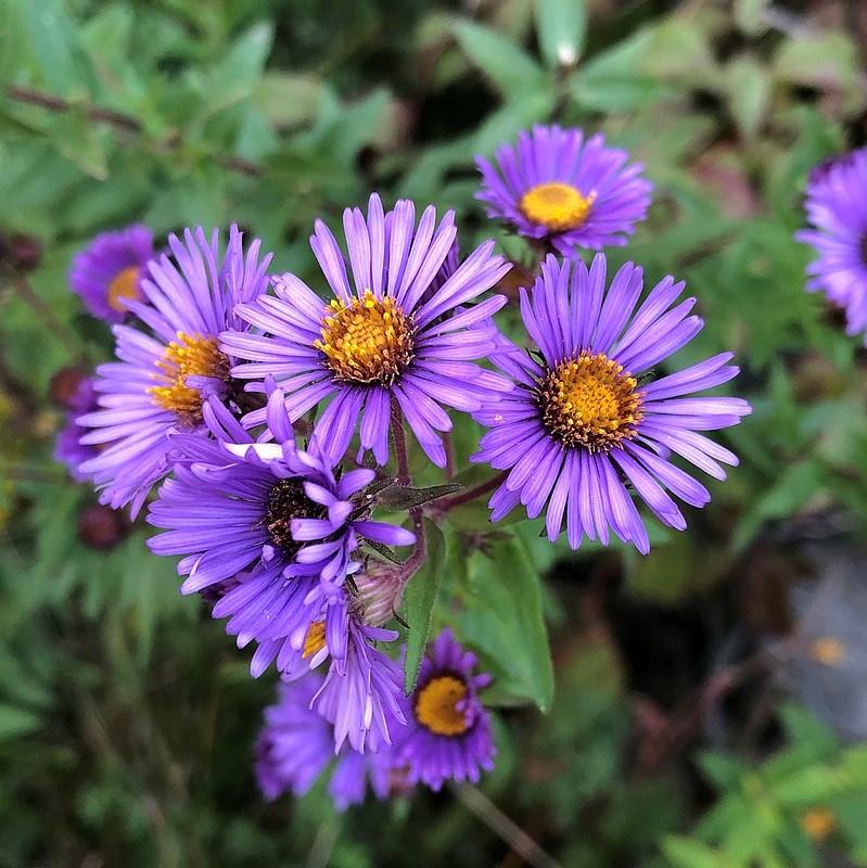 Aster x 'Hella Lacy' ~ Hella Lacy New England Aster