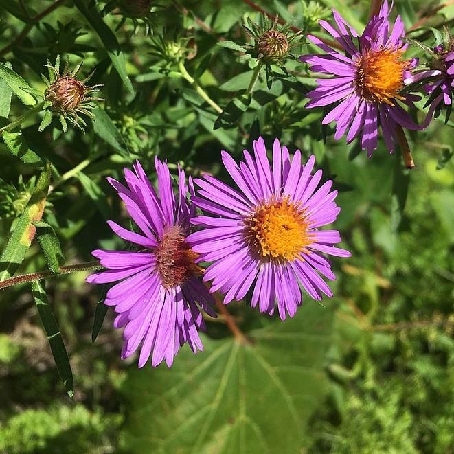 Aster x 'Hella Lacy' ~ Hella Lacy New England Aster