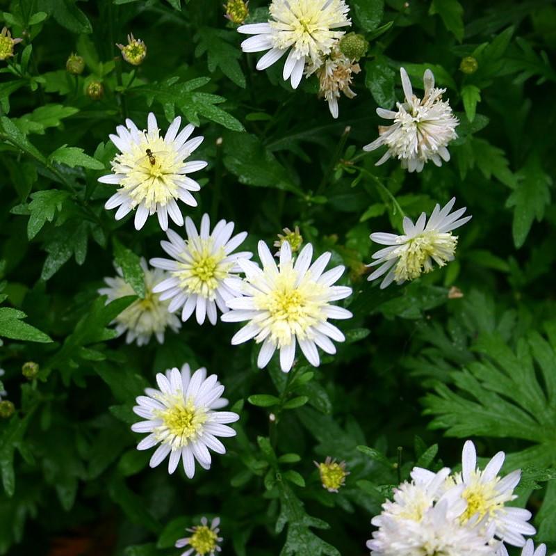 Asteromea mongolica ~ Mongolian Aster