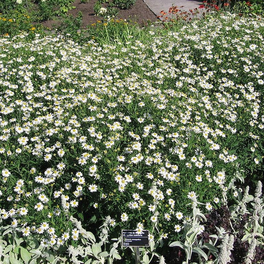 Mongolian Aster - Asteromea mongolica – ServeScape