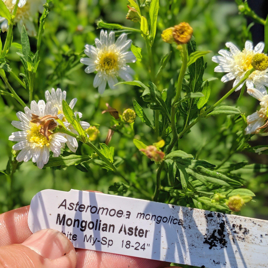 Asteromea mongolica ~ Mongolian Aster