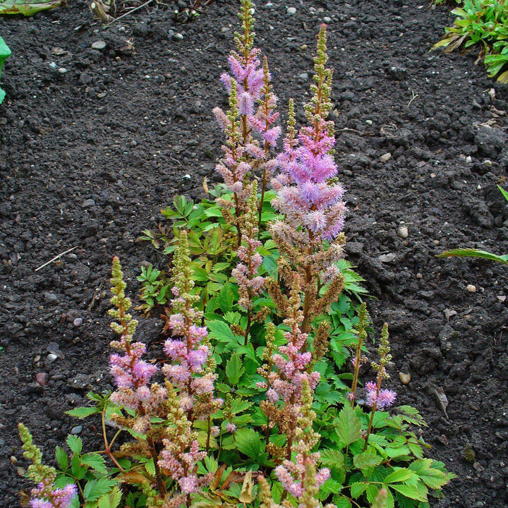 Astilbe chinensis 'Pumila' ~ Pumila Chinese Astilbe - Delivered By ServeScape