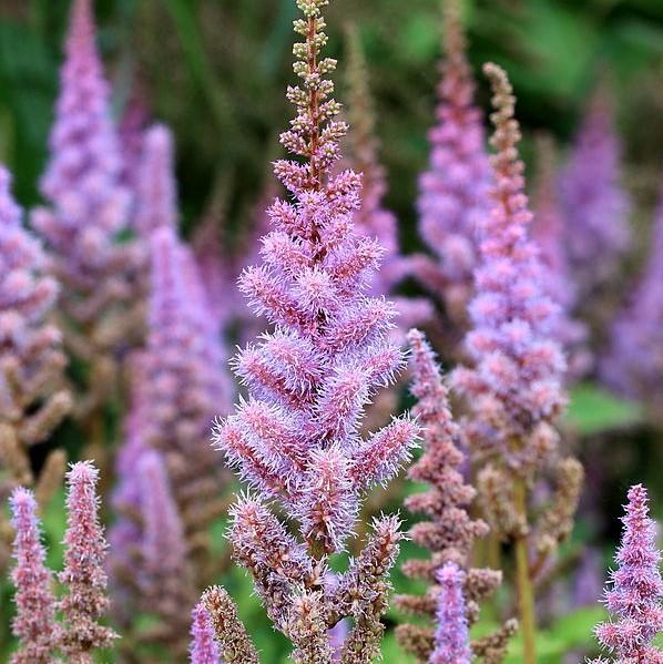 Astilbe chinensis 'Pumila' ~ Pumila Chinese Astilbe-ServeScape