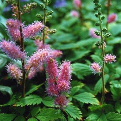 Astilbe chinensis 'Pumila' ~ Pumila Chinese Astilbe-ServeScape