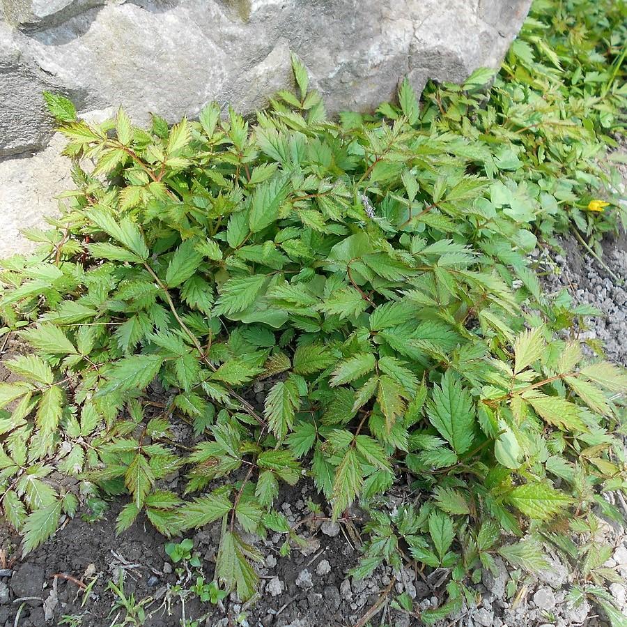 Astilbe chinensis 'Pumila' ~ Pumila Chinese Astilbe-ServeScape