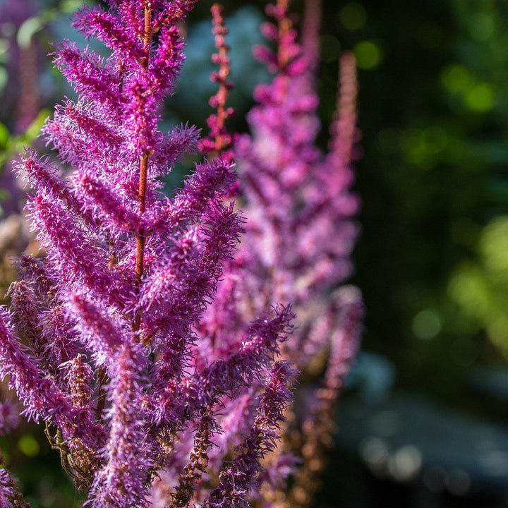 Astilbe chinensis 'Purpurkerze' ~ Purple Candles Chinese Astilbe - Delivered By ServeScape