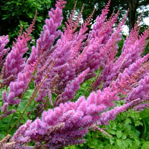Astilbe chinensis 'Purpurkerze' ~ Purple Candles Chinese Astilbe-ServeScape