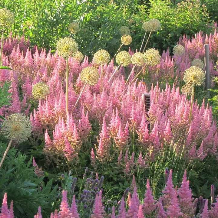 Astilbe chinensis 'Vision in Pink' ~ Vision in Pink Chinese Astilbe-ServeScape