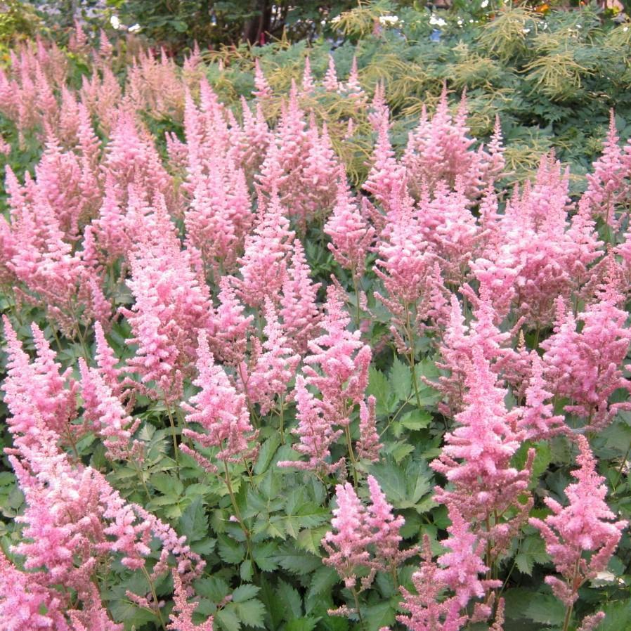 Astilbe chinensis 'Vision in Pink' ~ Vision in Pink Chinese Astilbe - Delivered By ServeScape