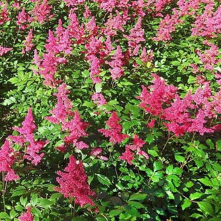 Astilbe chinensis 'Vision in Red' ~ Vision in Red Chinese Astilbe - Delivered By ServeScape