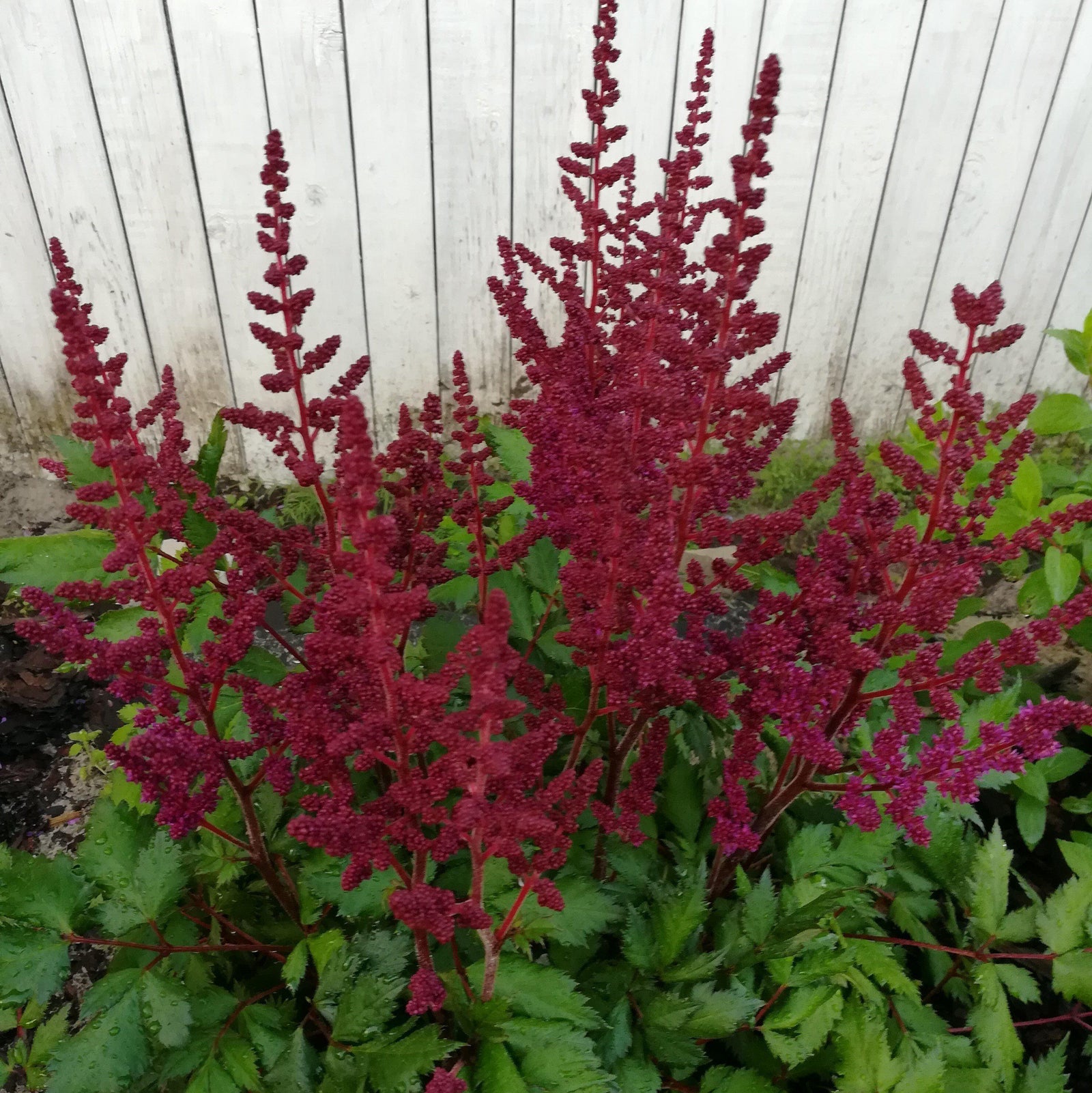 Astilbe chinensis 'Vision in Red' ~ Vision in Red Chinese Astilbe-ServeScape