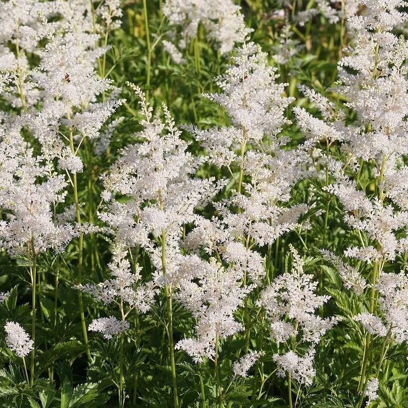 Astilbe chinensis 'Vision in White' ~ Vision in White Chinese Astilbe-ServeScape