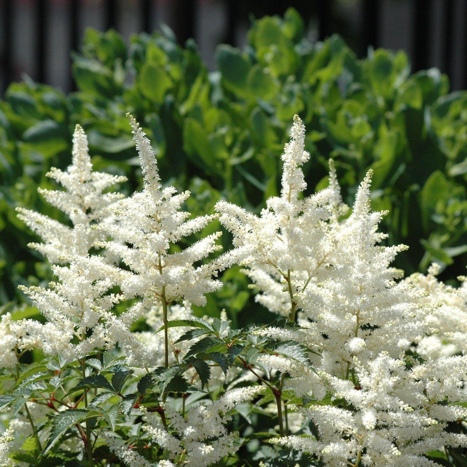 Astilbe chinensis 'Vision in White' ~ Vision in White Chinese Astilbe - Delivered By ServeScape