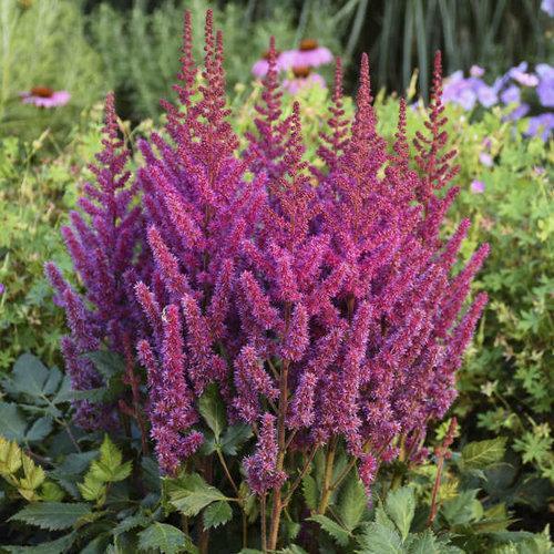 Astilbe chinensis 'Visions' ~ Visions Chinese Astilbe, False Goat's Beard-ServeScape