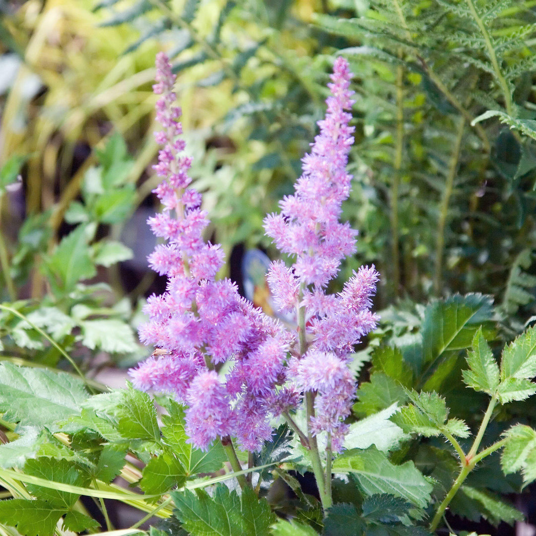 Astilbe c. 'Visions' ~ Visions Chinese Astilbe, False Goat's Beard - Delivered By ServeScape