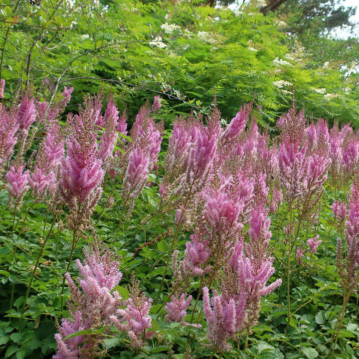 Astilbe chinensis var taquetii 'Superba' ~ Superba Chinese Astilbe - Delivered By ServeScape