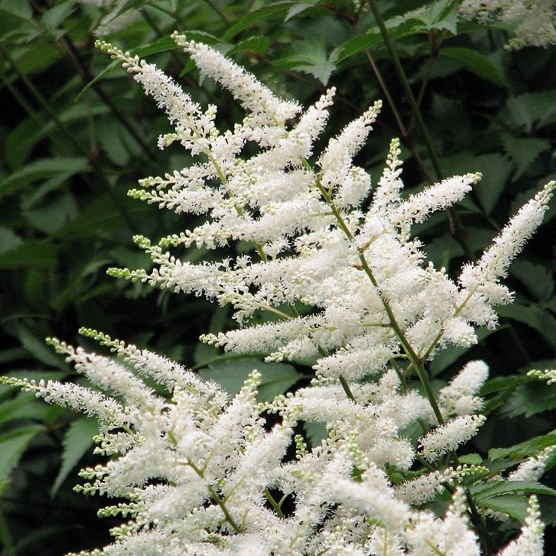 Astilbe japonica 'Deutschland' ~ Deutschland Japanese Astilbe-ServeScape