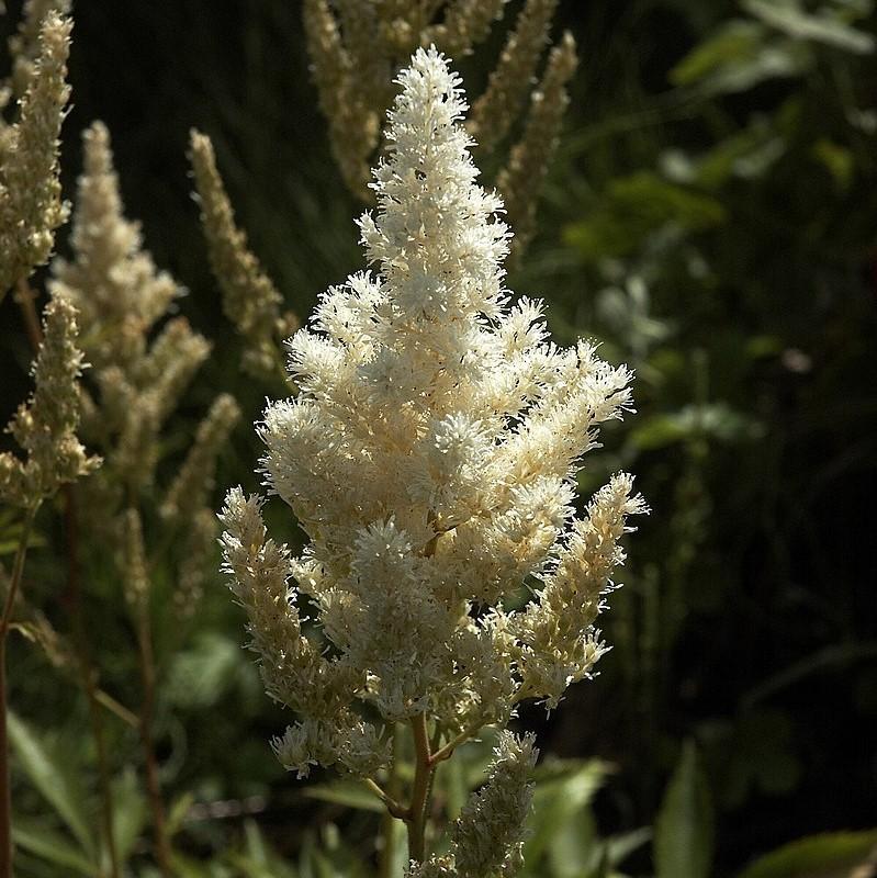 Astilbe japonica 'Deutschland' ~ Deutschland Japanese Astilbe-ServeScape