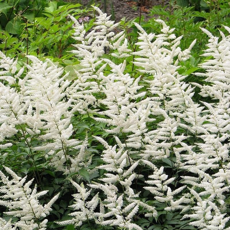 Astilbe j. 'Deutschland' ~ Deutschland Japanese Astilbe-ServeScape