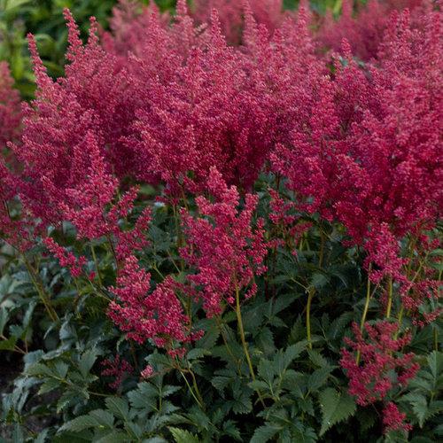 Astilbe japonica 'Montgomery'~ Montgomery Japanese Astilbe - Delivered By ServeScape