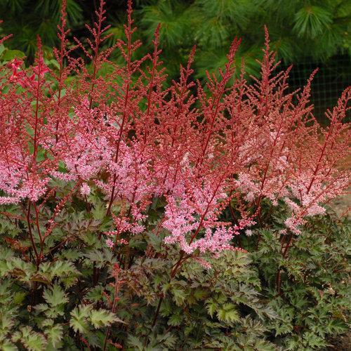 Astilbe x 'Delft Lace' ~ Delft Lace Astilbe - Delivered By ServeScape