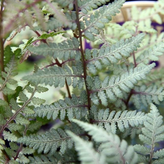 Athyrium 'Ghost' ~ Ghost Fern-ServeScape