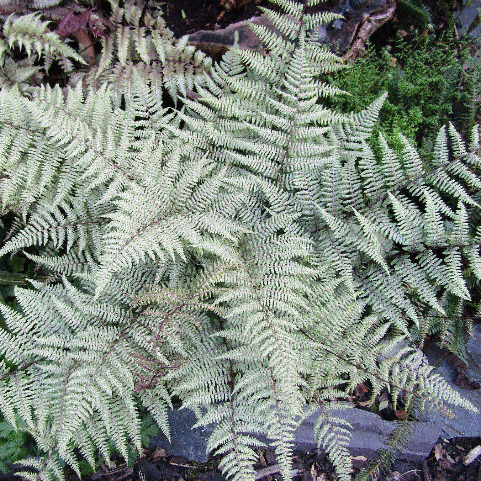 Athyrium 'Ghost' ~ Ghost Fern - Delivered By ServeScape