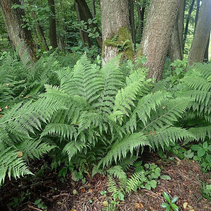 Athyrium filix-femina ~ Lady Fern-ServeScape