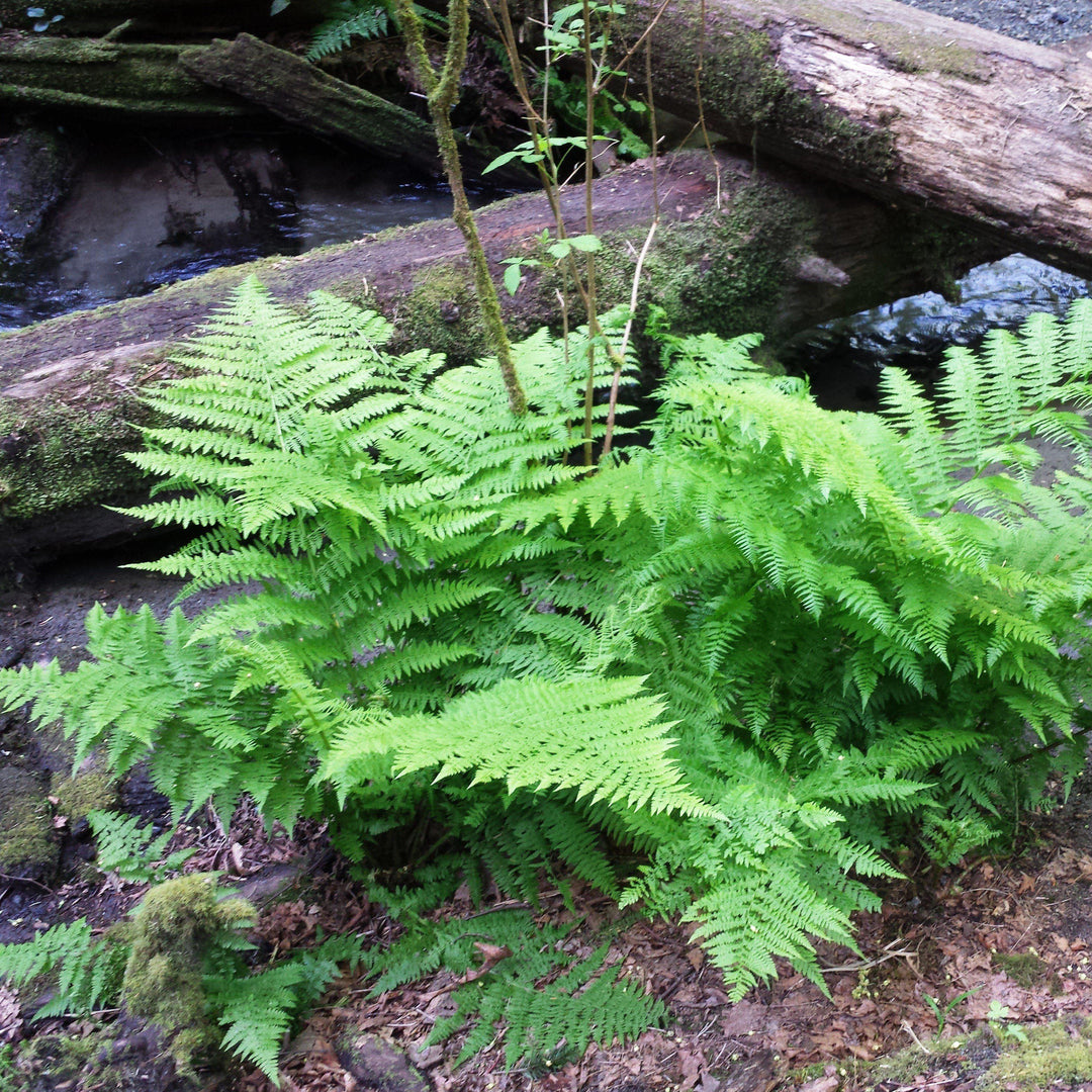 Athyrium filix-femina ~ Lady Fern-ServeScape