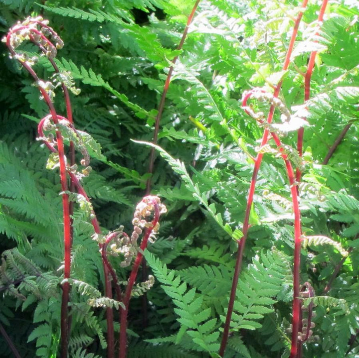 Athyrium filix-femina var. angustum 'Lady in Red' ~ Lady in Red Fern, Northern Lady Fern-ServeScape