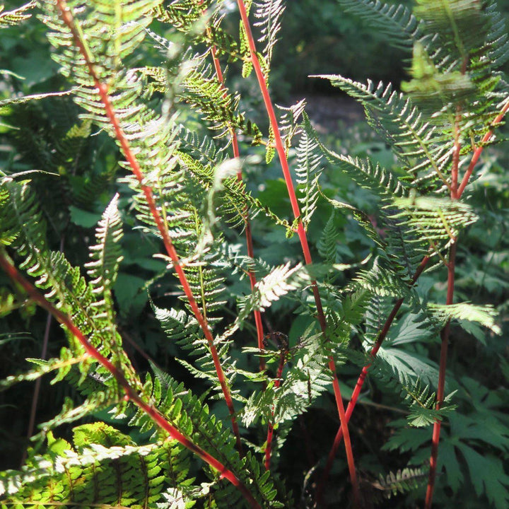 Athyrium filix-femina var. angustum 'Lady in Red' ~ Lady in Red Fern, Northern Lady Fern - Delivered By ServeScape