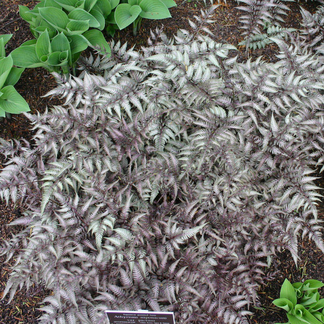Athyrium niponicum var. pictum ~ Japanese Painted Fern-ServeScape