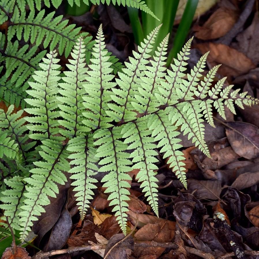 Athyrium otophorum ~ Limelight Lady Fern-ServeScape