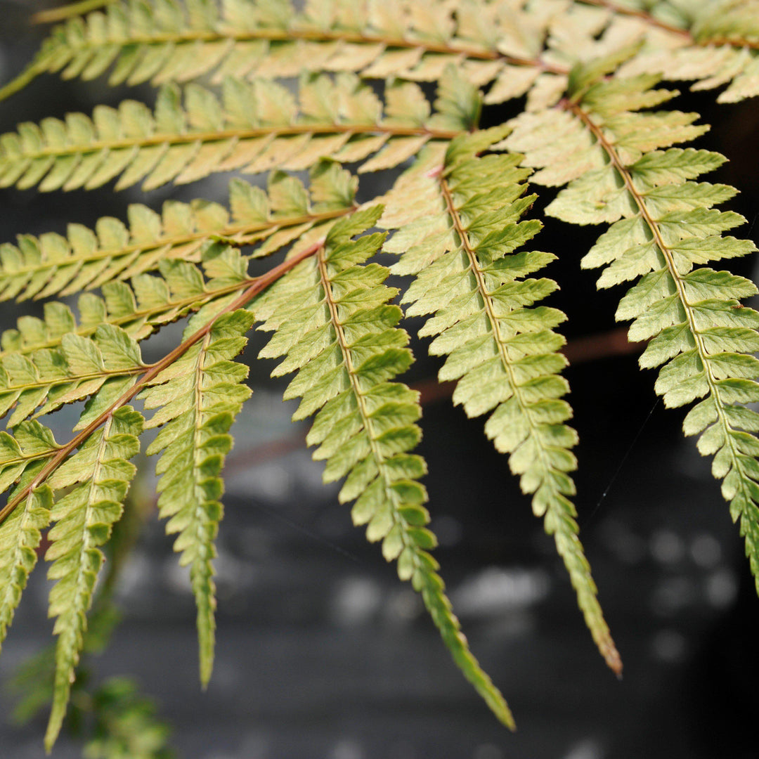 Athyrium otophorum ~ Limelight Lady Fern-ServeScape