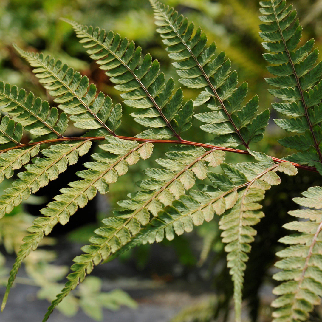 Athyrium otophorum ~ Limelight Lady Fern-ServeScape