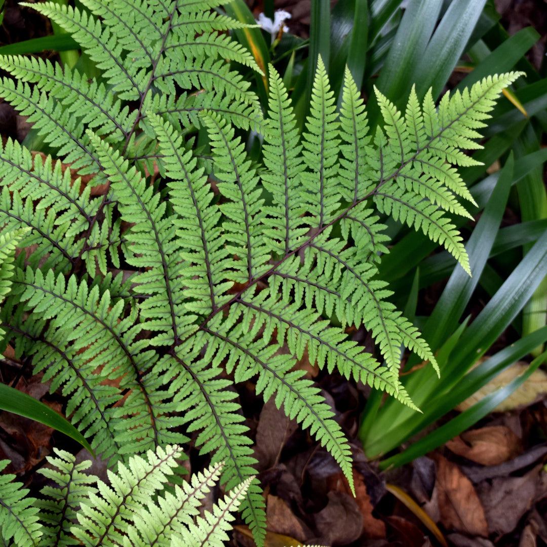 Athyrium otophorum ~ Limelight Lady Fern-ServeScape