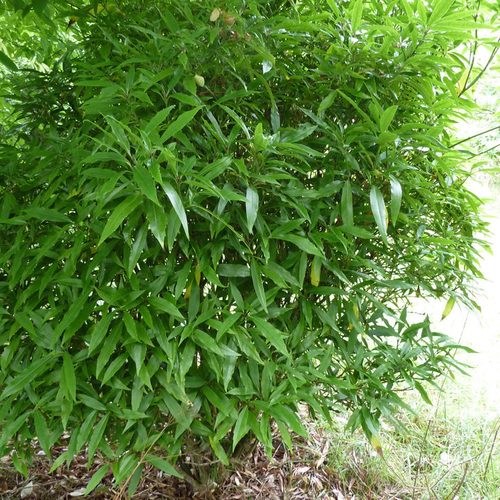 Aucuba japonica ‘Green’ ~ Green Aucuba-ServeScape