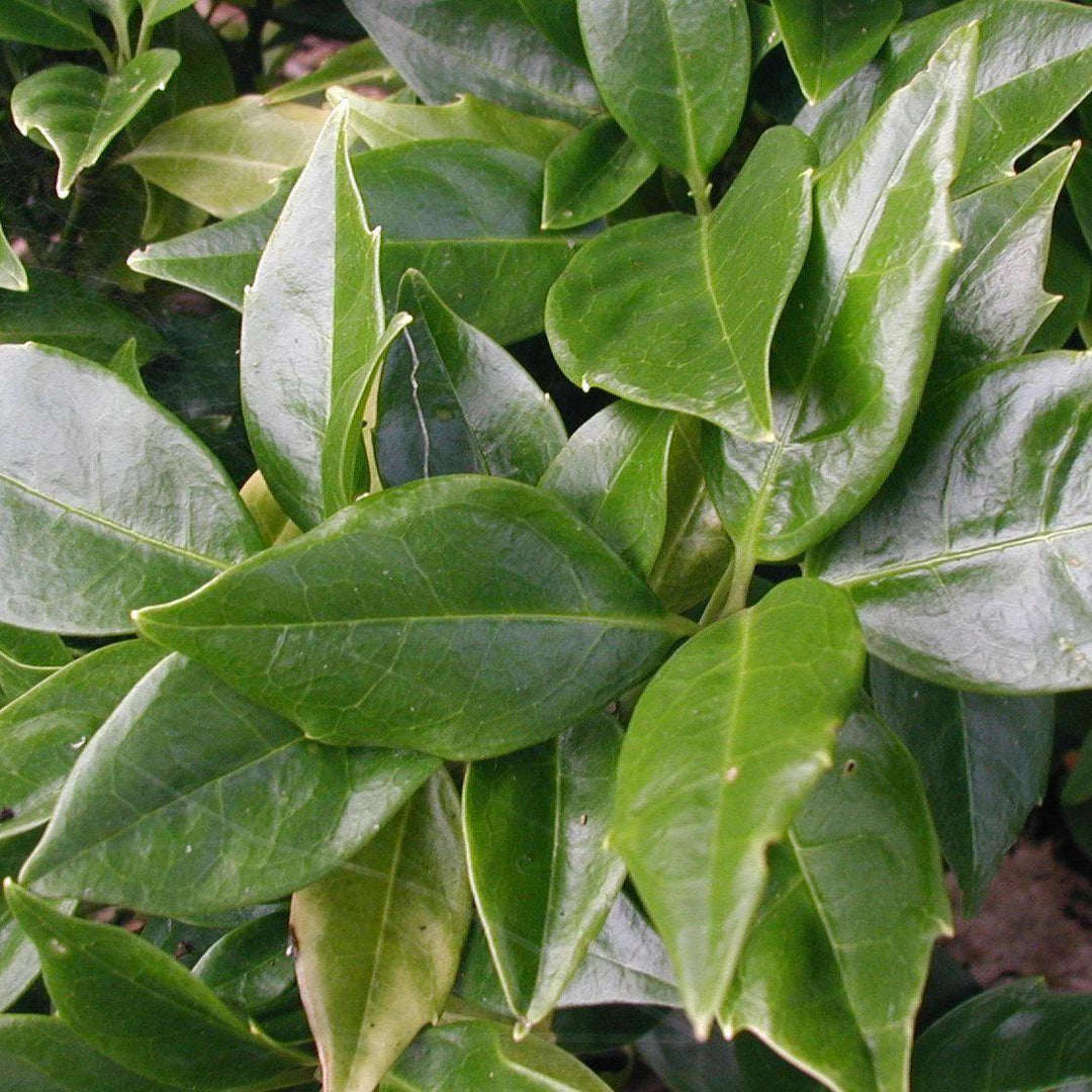 Aucuba japonica 'Serratifolia' ~ Sawtoothed Japanese Aucuba - Delivered By ServeScape