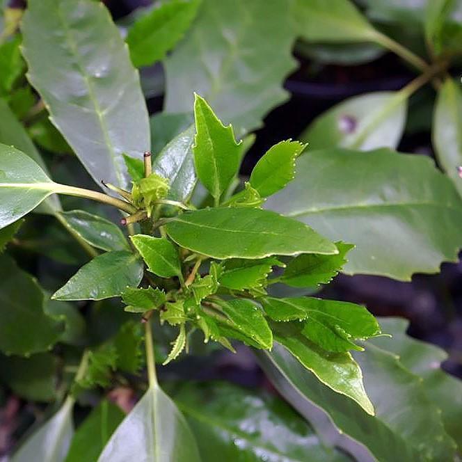 Aucuba japonica 'Serratifolia' ~ Sawtoothed Japanese Aucuba-ServeScape